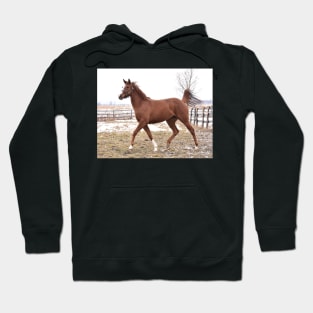 Verrazano filly Hoodie